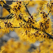 witch hazel.jpg